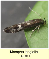Mompha langiella