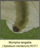 Mompha langiella