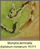 Mompha terminella (leaf mine)