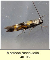 Mompha raschkiella (leaf mine)