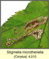 Stigmella microtheriella