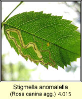 Stigmella anomalella