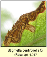 Stigmella centifoliella