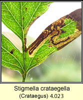 Stigmella crataegella