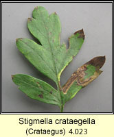 Stigmella crataegella