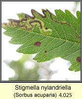 Stigmella nylandriella