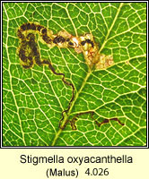 Stigmella oxyacanthella