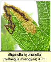 Stigmella hybnerella