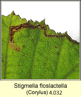 Stigmella floslactella