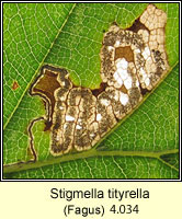 Stigmella tityrella