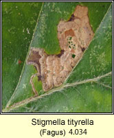 Stigmella tityrella