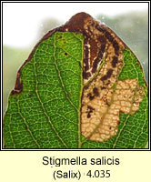 Stigmella salicis (leaf mine)