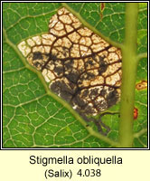 Stigmella obliquella