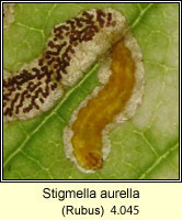 Stigmella aurella (leaf mine)