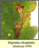 Stigmella ruficapitella