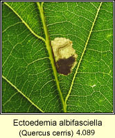 Ectoedemia albifasciella