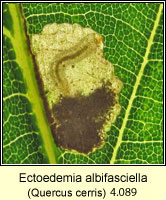 Ectoedemia albifasciella