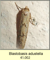 Blastobasis adustella
