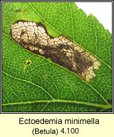 Ectoedemia minimella