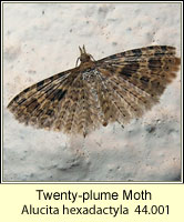 Twenty-plume Moth, Alucita hexadactyla