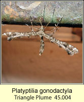 Platyptilia gonodactyla