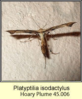 Platyptilia isodactylus