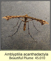 Amblyptilia acanthadactyla