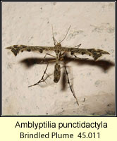Amblyptilia punctidactyla