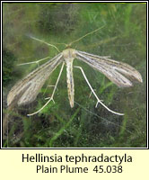 Hellinsia tephradactyla (Euleioptilus tephradactyla)