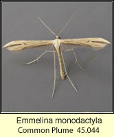 Emmelina monodactyla