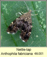 Nettle-tap, Anthophila fabriciana