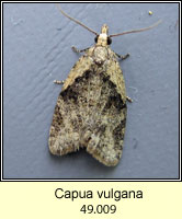 Capua vulgana