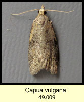 Capua vulgana