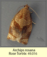 Rose Tortrix, Archips rosana