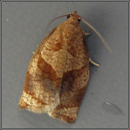 Rose Tortrix, Archips rosana
