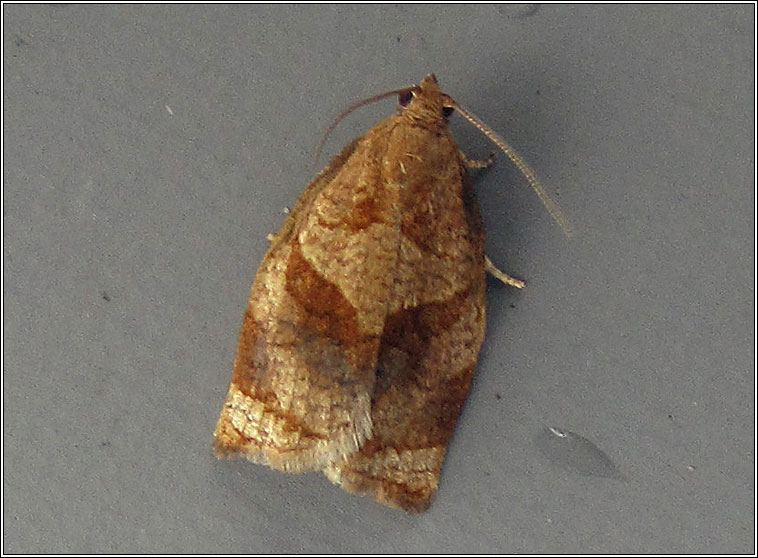 Rose Tortrix, Archips rosana