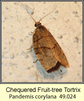 Chequered Fruit-tree Tortrix, Pandemis corylana