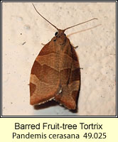 Barred Fruit-tree Tortrix, Pandemis cerasana