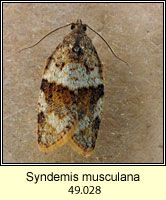 Syndemis musculana