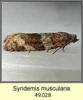 Syndemis musculana