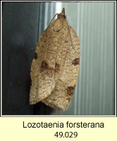 Lozotaenia forsterana