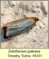 Timothy Tortrix, Zelotherses paleana (Aphelia paleana)