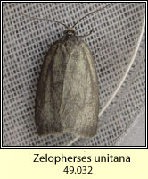 Zelopherses unitana (Aphelia unitana)