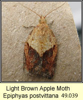 Light Brown Apple Moth, Epiphyas postvittana