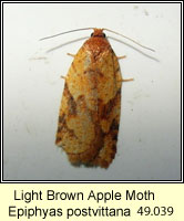Light Brown Apple Moth, Epiphyas postvittana