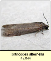 Tortricodes alternella