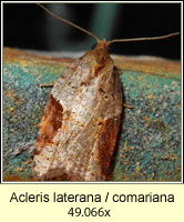 Acleris laterana / comariana