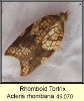Rhomboid Tortrix, Acleris rhombana