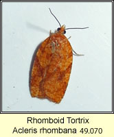 Rhomboid Tortrix, Acleris rhombana