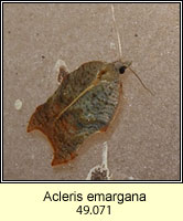 Acleris emargana